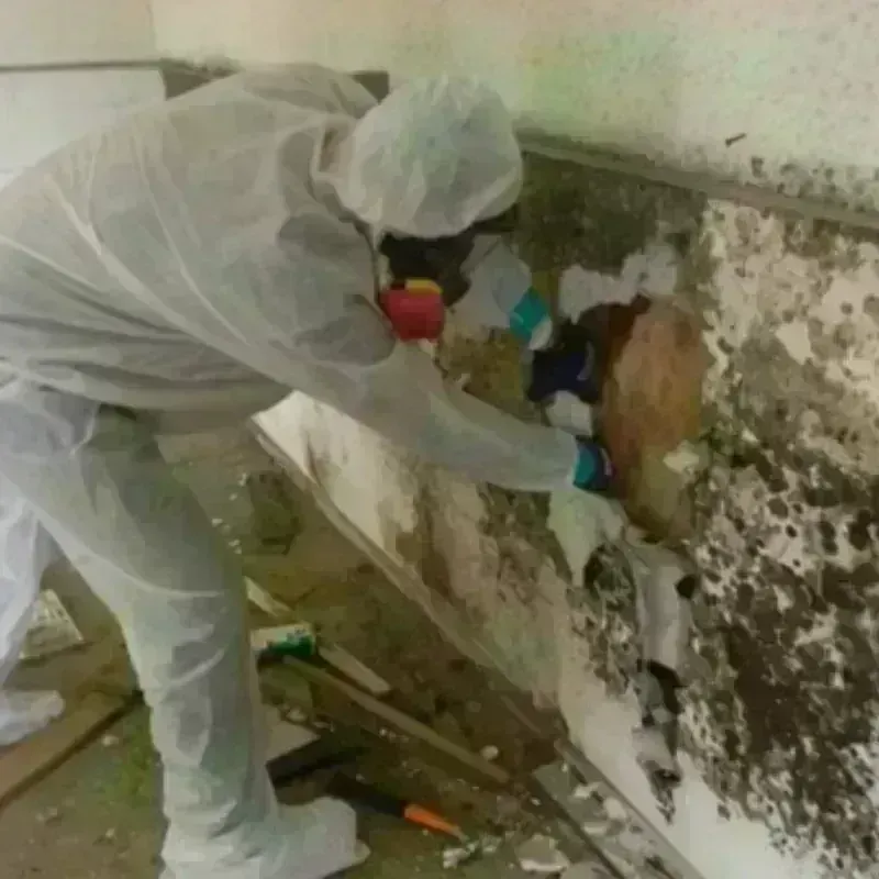 Mold Remediation and Removal in Winchester Center, CT